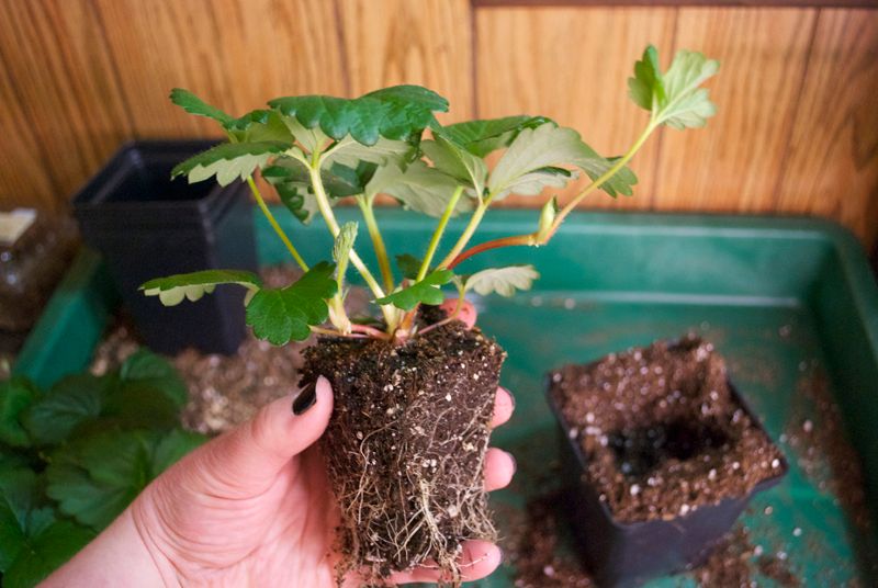 Pikan strawberry, two months from seeding photo DSC_4775.jpg